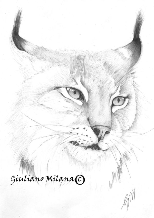 El Lince iberico